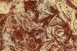 Polished Stromatolite From Russia - Million Years #362945-1